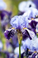 Iris 'Millenium Falcon' - Iris barbu