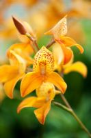 Disa - Fleurs d'orchidées Kewensis
