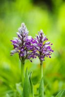 Orchis militaris - Orchidées militaires