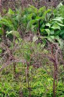 Construction d'une charpente en mai pour soutenir les plantes vivaces herbacées - d'avant en arrière Alstromeria brasiliensis, Achillea 'Cloth of Gold' et Inula racemosa