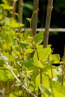 Phaseolus coccineus 'Enorma' - Haricots verts