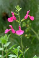Salvia microphylla - Fleurs de sauge cassis