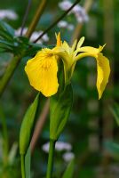 Iris pseudacorus - Iris drapeau jaune et Valeriana officinalis - Valériane poussant dans un parterre de jardin humide