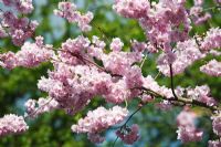 Prunus 'Accolade' - Fleur de cerisier