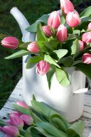 Bouquet de Tulipa 'Valentine' en arrosoir blanc sur chaise