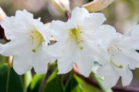 Rhododendron decorum subsp. diaprepes