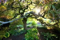 Acer palmatum - érable japonais et Hostas ci-dessous, soirée d'automne - Cloudehill Gardens, Victoria, Australie