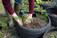 Plantation de fraises - Raffermissement du sol autour des plantes dans des pots de pneus de voiture recyclés