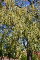 Quercus pyrenaica pendula - Chêne en fleur