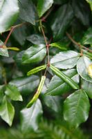 Blennocampa pusilla - tenthrède à feuilles roses, montrant des feuilles de rose enroulées