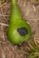 Contarinia pyrivora - Cécidomyie du poirier, fruit tombé montrant le trou de sortie des larves