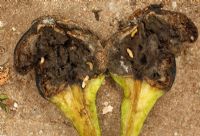 Contarinia pyrivora - Cécidomyie du poirier, montrant des larves vivantes dans un fruit en coupe