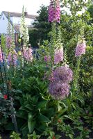 Jardin avant avec Digitalis - Foxglove, Allium christophii et Ilex altaclerensis 'Golden Queen'