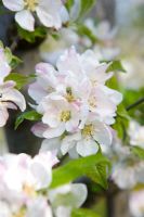 Malus 'Cox' - Fleur de pommier