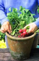 Récolte en pot de radis cultivé 'Cherry Bell'