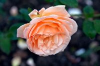 Rosa 'Nectar d'abricot'