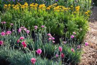 Rangées de Dianthus 'Cosmic Swirl Pink', Scabiosa et Calendula 'Orange King' avec un chemin bordé de paille dans 'The Growing Tastes Allotment Garden' au RHS Hampton Court Flower Show 2009