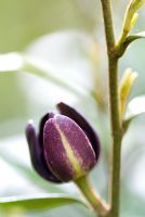 Michelia figo var. crassipes