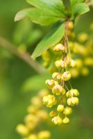 Berberis yunnanensis - Sir Harold Hillier Gardens, Romsey, Hants, Royaume-Uni