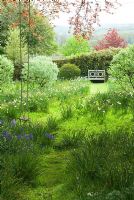 Herbe rugueuse avec narcisses dans une zone sauvage du jardin caractérisée par des formes argentées de Salix hookeriana. Jardin privé, Dorset, UK
