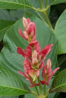 Megaskepasma erythrochlamys - Cape rouge brésilienne, Red Justicia