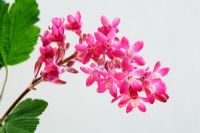 Ribes sanguineum - Groseille fleurie