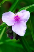 Tradescantia - Groupe Andersoniana 'Perinne's Pink'