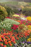 Tulipes à Little Larford Cottage, Worcestershire