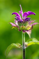 Monarda 'Saxon Purple'