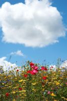 Fleurs sauvages contre le ciel bleu nuageux dans la campagne anglaise