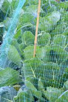Brassicas protégés par des filets pour la lutte contre les ravageurs et la protection des plantes