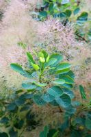 Cotinus coggygria - Buisson de fumée
