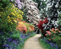 Sentier des azalées et des rhododendrons en mai - Leonardslee Gardens