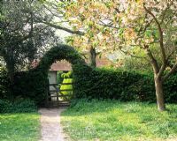 Entrée du jardin par haie avec arche et cerisier - Jardin de Charlotte Molesworth, Kent