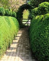 Chemin menant à la porte, boules topiaires sur haie de Buxus - Jardin de Charlotte Molesworth, Kent