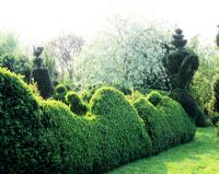 Haie coupée, topiaire et pommetier en pleine floraison - Jardin de Charlotte Molesworth, Kent