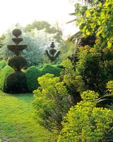 Lumière du soir sur Euphorbia et topiaire - Jardin de Charlotte Molesworth, Kent