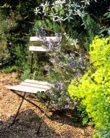 Chaise pliante de style bistrot près de Rosmarinus et Euphorbia - Charlotte Molesworth's garden, Kent