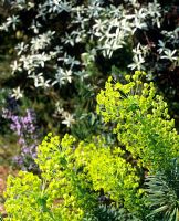 Euphorbia characias subsp. wulfenii 'Lambrook Gold' - Jardin de Charlotte Molesworth, Kent