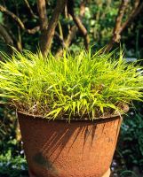 Herbe panachée en pot rustique - Charlotte Molesworth's garden, Kent