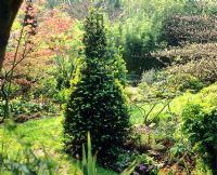 Zone boisée avec topiaire conique Acer et Buxus - Jardin de Charlotte Molesworth, Kent