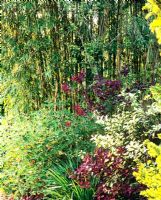 Bambous et arbustes - Jardin de Charlotte Molesworth, Kent
