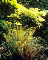 Polystichum setiferum 'Pulcherrimum Bevis' et Acer shirasawanum 'Aureum' - Jardin de Charlotte Molesworth, Kent