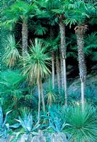 Plantation d'agaves et de palmiers sur la terrasse inférieure du côté ouest du jardin - Isola Bella, Lac Majeur, Italie