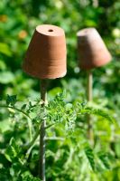 Pots en terre cuite sur des cannes supportant des plants de tomates