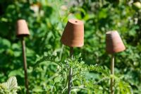 Pots en terre cuite sur des cannes supportant des plants de tomates