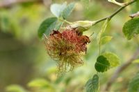 Diplolepsis rosae - Galle en coussinet de Robins sur rose sauvage