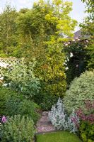 Parterre de fleurs mélangé avec Ilex 'Golden King', Pittosporum 'Variegatum' et Stachys byzantina dans un jardin de banlieue assez isolé avec des caractéristiques de conception coordonnées et des parterres à thème de couleur - High Trees, NGS, Longton, Stoke-on-Trent, Staffordshire