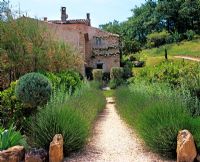 Chemin de gravier menant à une maison de style provençal traditionnel. La plantation comprend une haie de lavande, des arbustes Tamrisk et des rosiers grimpants - Jardin du Luberon, Provence, France