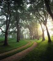 Avenue bordée d'arbres et allée de gravier dans la lumière du petit matin - Hither Lane, Long Island, New York, USA